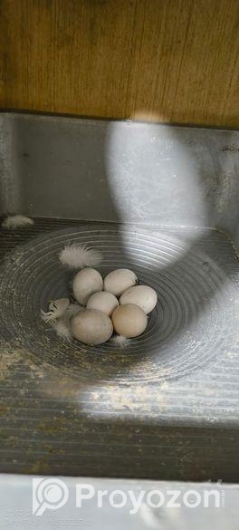 ককাটেল পাখি