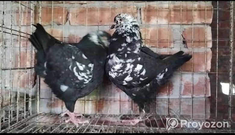 শৌকিং কবুতর