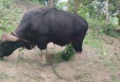 পাহাড়ী গয়াল গরু-২০২৫ স্পেশাল লাইভ ওয়েট : ৫৪৮