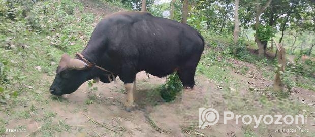 পাহাড়ী গয়াল গরু-২০২৫ স্পেশাল লাইভ ওয়েট : ৫৪৮