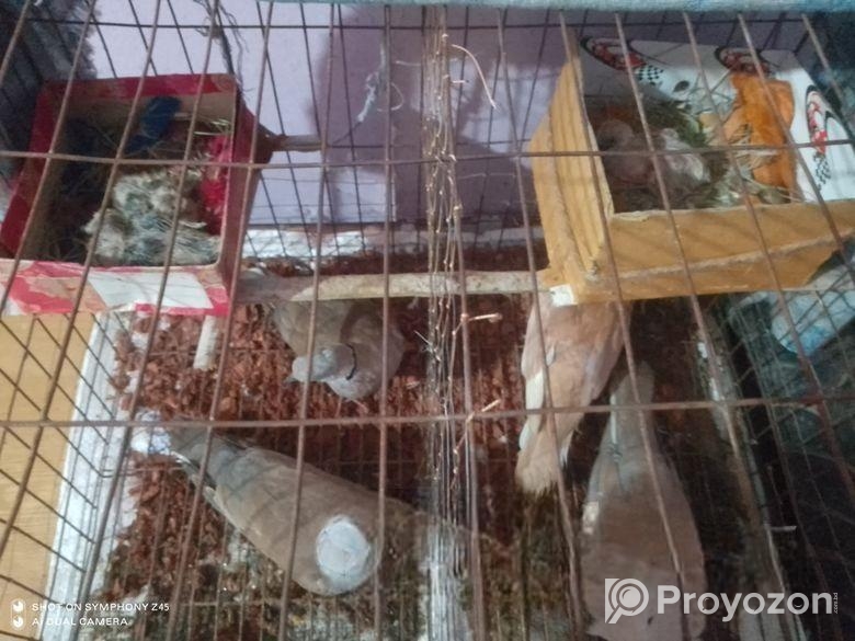 ঘুঘু পাখি বিক্রি হবে