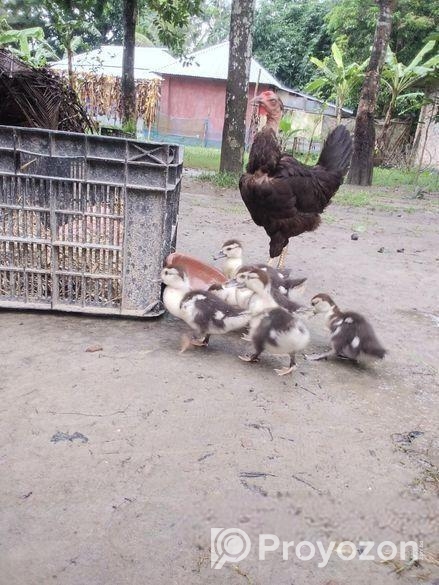 গলা ছিলা মুরগি সহ চীন হাঁসের বাচ্চা