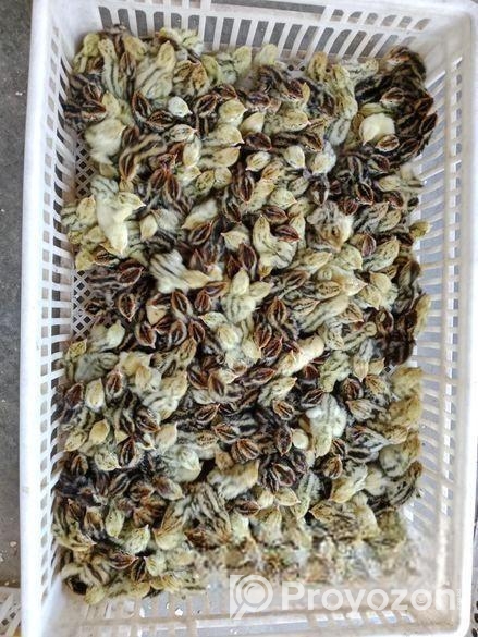 কোয়েল পাখির বাচ্চা