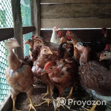 দেশী মুরগী বিক্রয়
