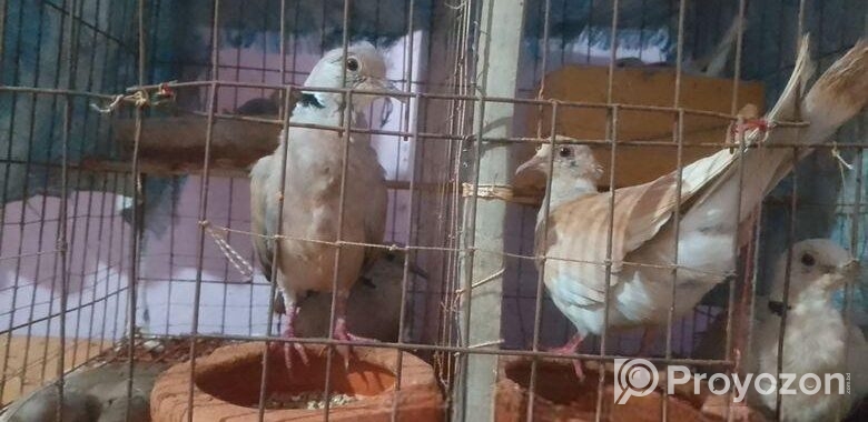 ঘুঘু পাখি বিক্রি হবে