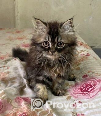 Triple Coat Persian Male Cat
