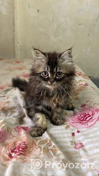 Triple Coat Persian Male Cat