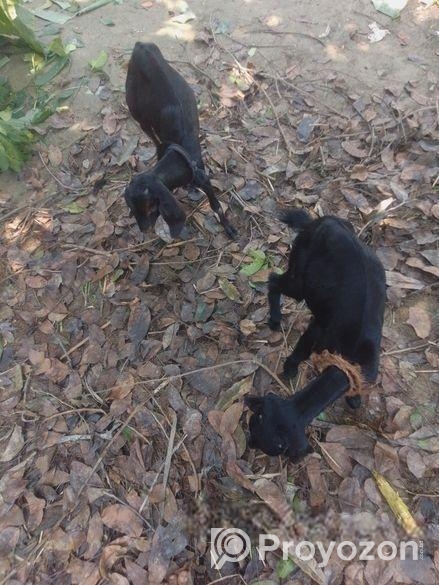 ছাগলের বাচ্চা