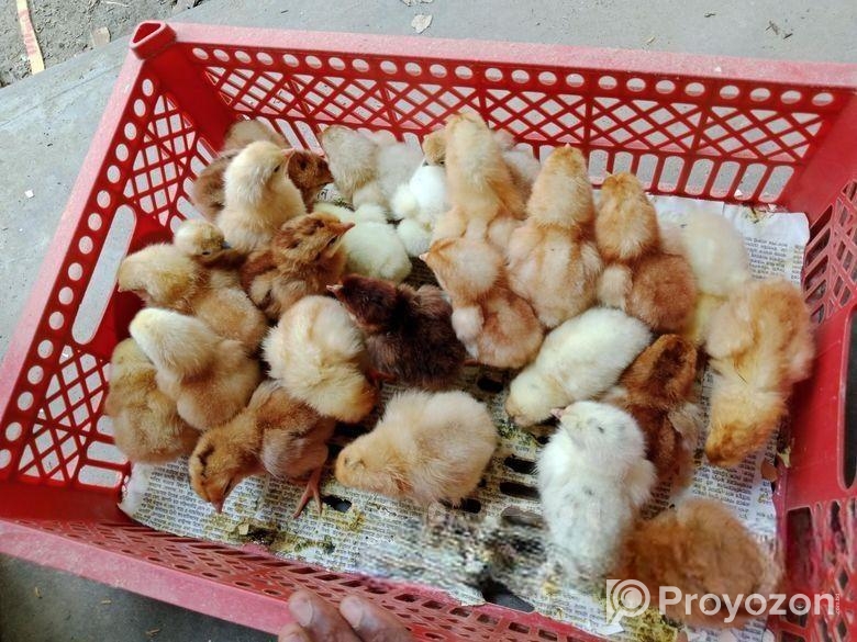 কোয়েল পাখির বাচ্চা