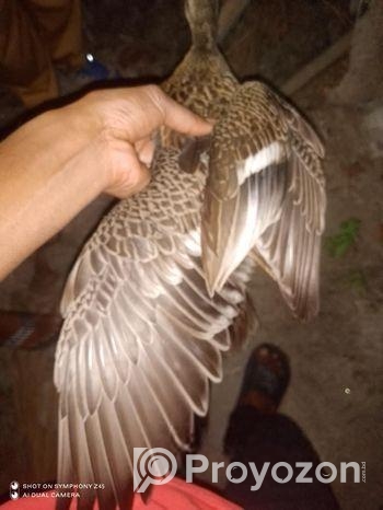 ক্যামেল হাস বিক্রী