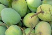 পদাগঞ্জ রংপুর বিখ্যাত হাড়িভাঙ্গা আম পাওয়া