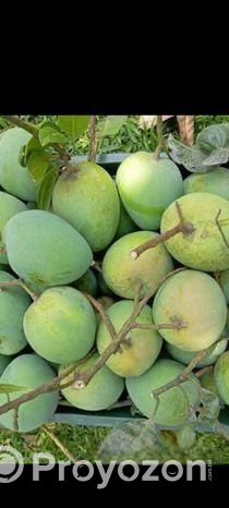 পদাগঞ্জ রংপুর বিখ্যাত হাড়িভাঙ্গা আম পাওয়া