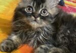 Triple Coat Persian Male Cat