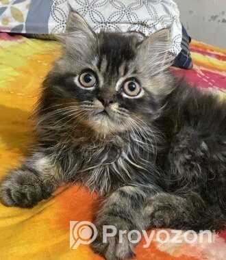 Triple Coat Persian Male Cat