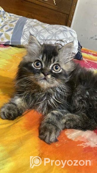 Triple Coat Persian Male Cat