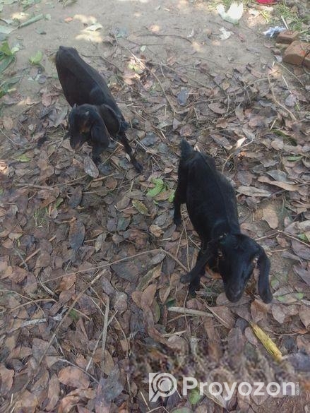 ছাগলের বাচ্চা