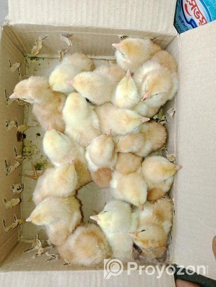 কোয়েল পাখির বাচ্চা