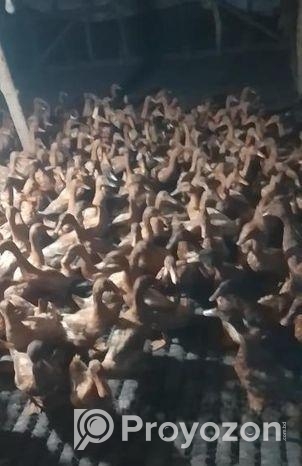 ক্যামেল হাস বিক্রী