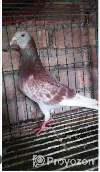 রেসার রেটচেকার