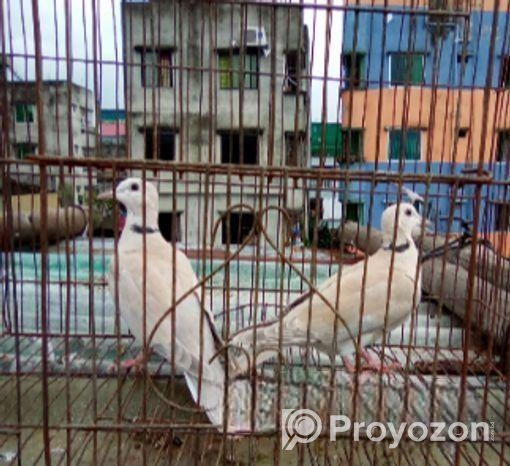 অস্ট্রেলিয়ান ঘুঘু পাখি।