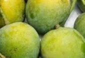 পদাগঞ্জ রংপুর বিখ্যাত হাড়িভাঙ্গা আম পাওয়া