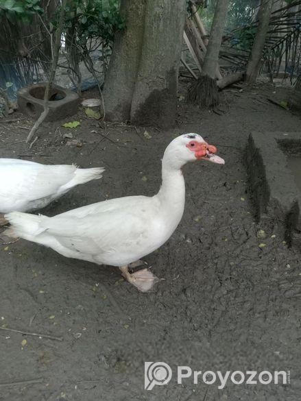 Muscovy duck sell
