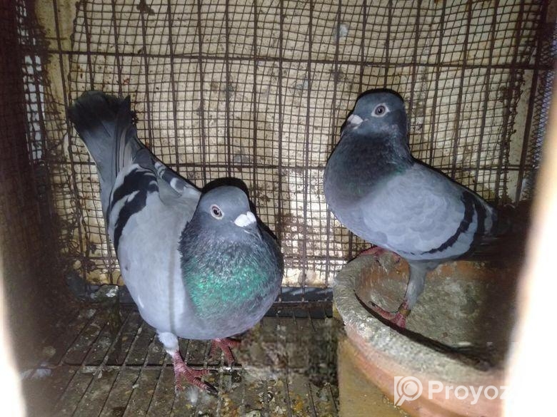 Master Pear Racer Kobutor