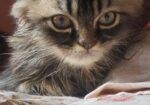 Triple Coat Persian Male Cat