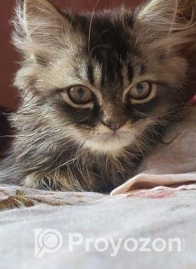 Triple Coat Persian Male Cat
