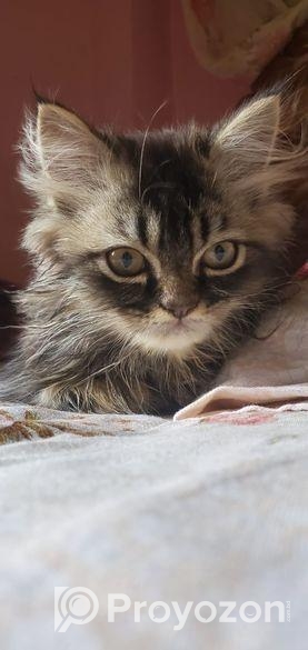 Triple Coat Persian Male Cat