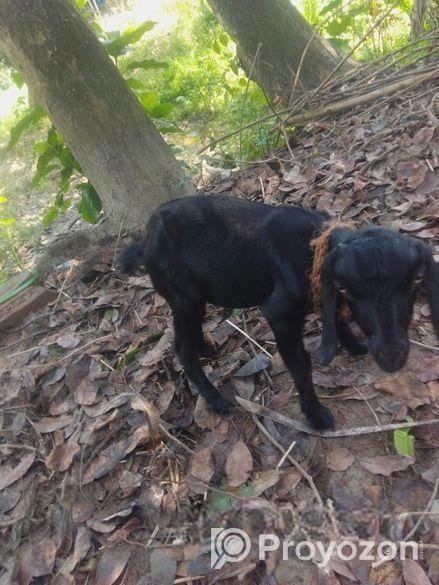 ছাগলের বাচ্চা