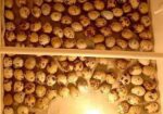 কোয়েল পাখির বিজ ডিম বিক্রয় করা হয়