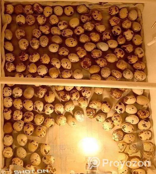 কোয়েল পাখির বিজ ডিম বিক্রয় করা হয়