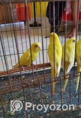 বাজ্রিগার পাখি ( ছোট লাভ বার্ড)