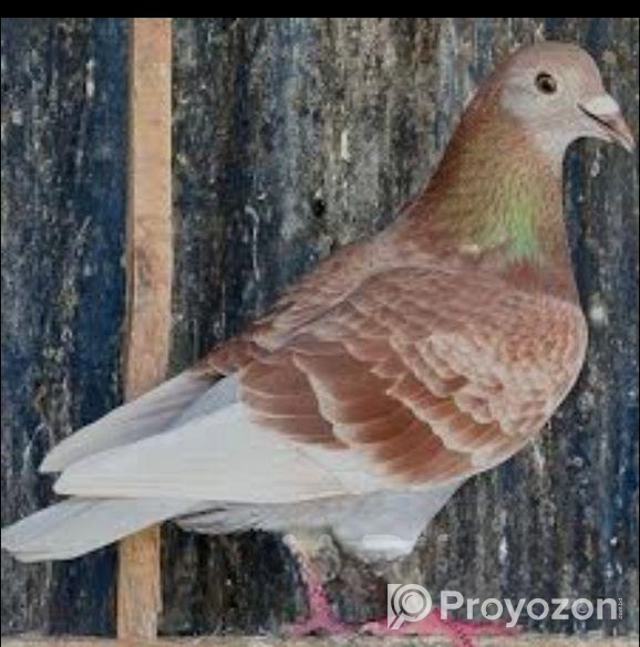 রেসার রেটচেকার