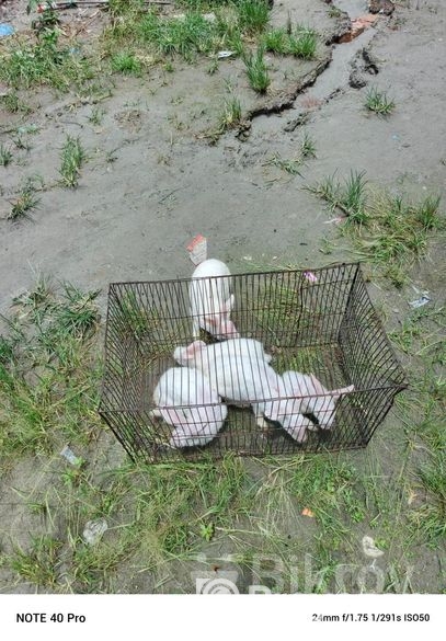 খরগোশ বিক্রি হবে