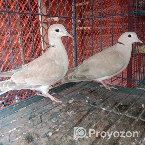 অস্ট্রেলিয়ান ঘুঘু পাখি।