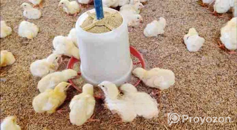 মুরগির বাচ্চা for sell