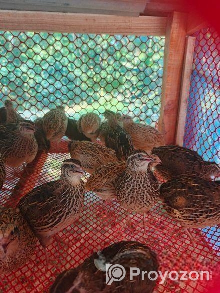 কোয়েল পাখির বিজ ডিম বিক্রয় করা হয়