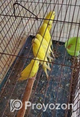 বাজ্রিগার পাখি ( ছোট লাভ বার্ড)