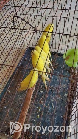 বাজ্রিগার পাখি ( ছোট লাভ বার্ড)