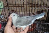 Cocktail Baby Sell Post