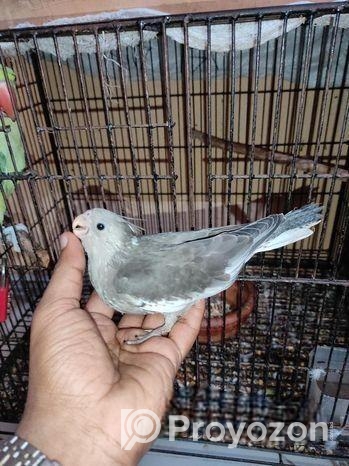Cocktail Baby Sell Post