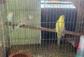 Budgie bird