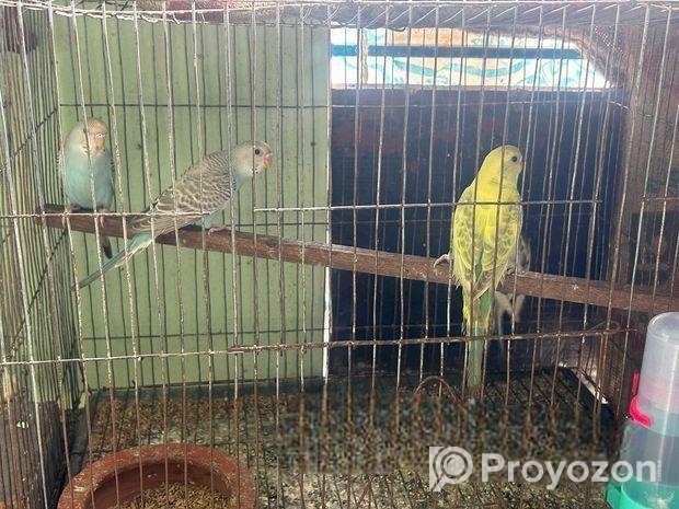 Budgie bird
