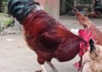 ১টি টাইগার মোরগ বিক্রি করা হবে