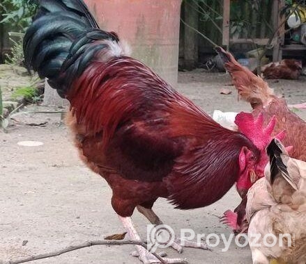১টি টাইগার মোরগ বিক্রি করা হবে