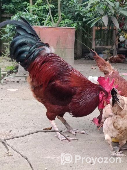 ১টি টাইগার মোরগ বিক্রি করা হবে