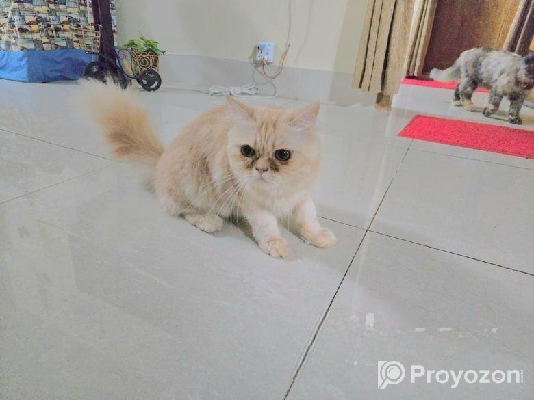 পার্শিয়ান বিড়াল