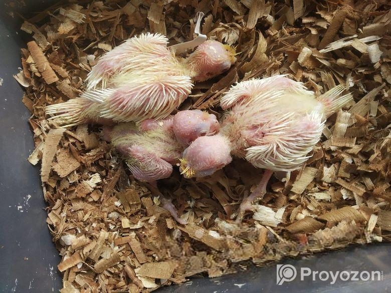 কবুতর হোল্ডার বিক্রি হবে